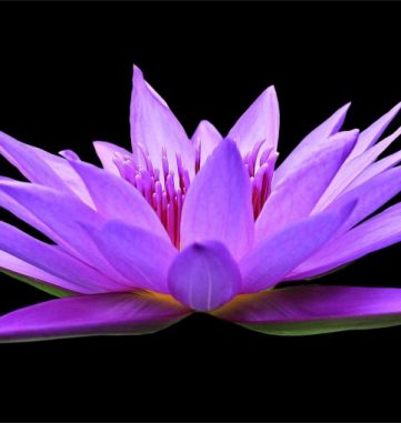 water-lily-1592771